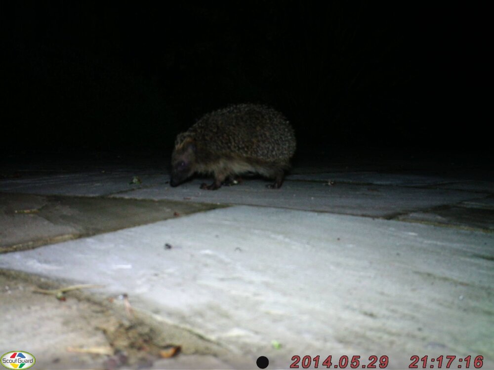 Hog.jpg