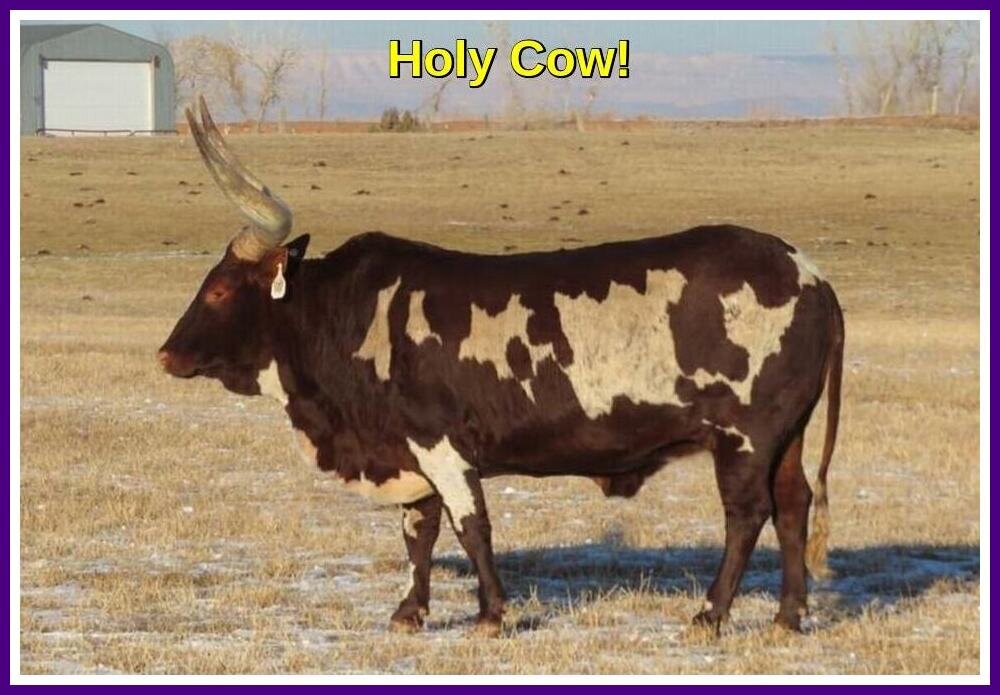 Holy Cow.jpeg