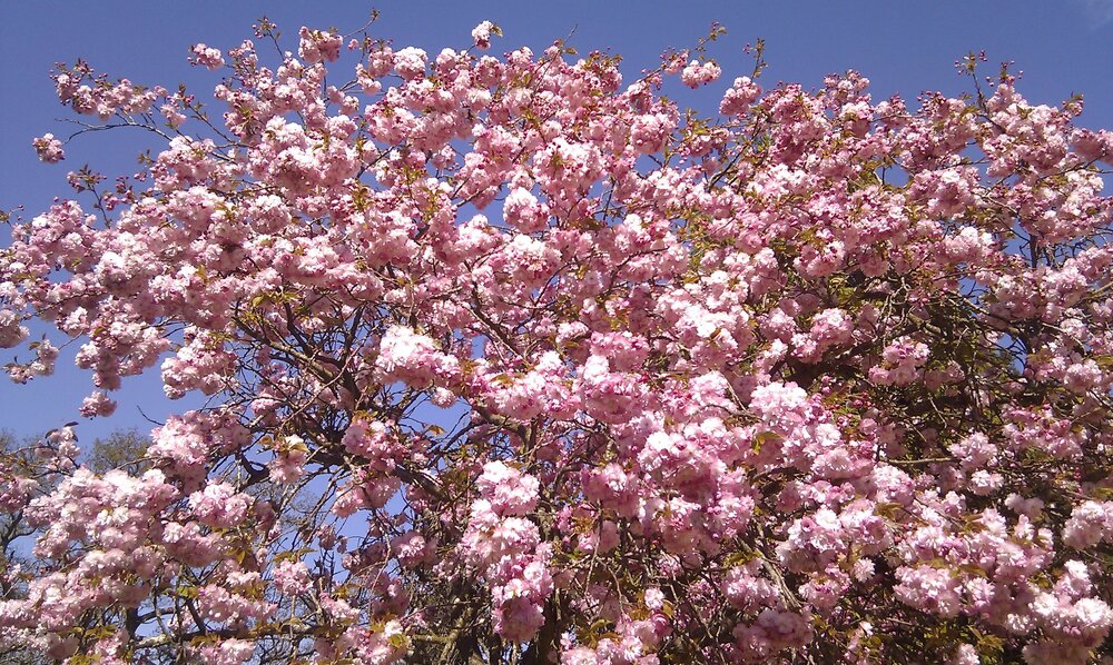IMAG0242.jpg