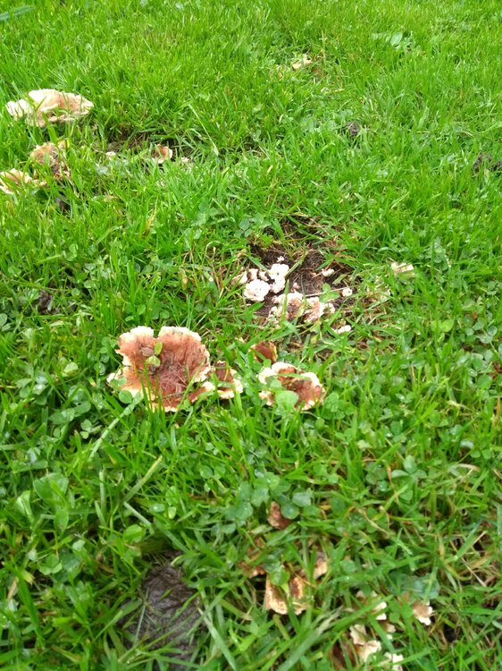 IMG_20201013_164503656.jpg