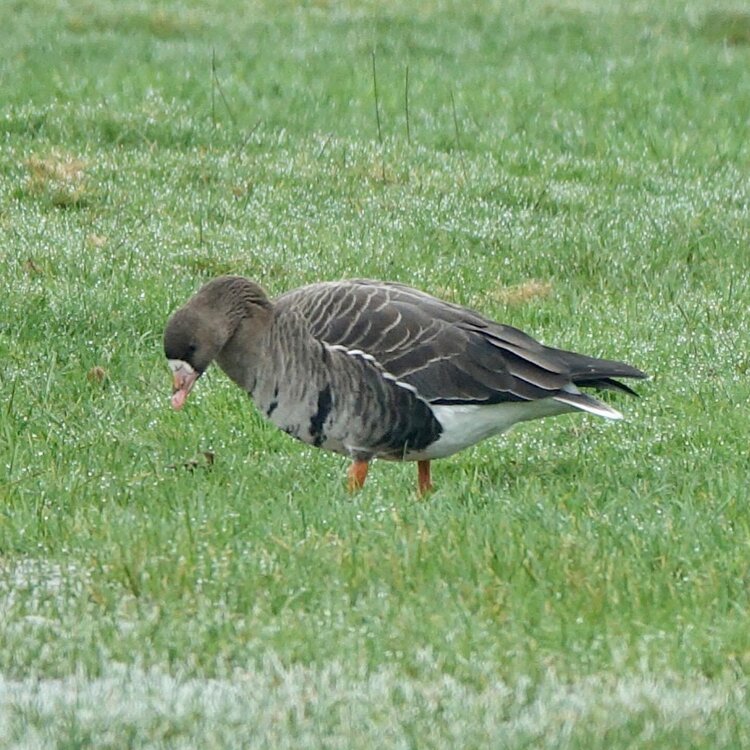 IMG_2970.JPG