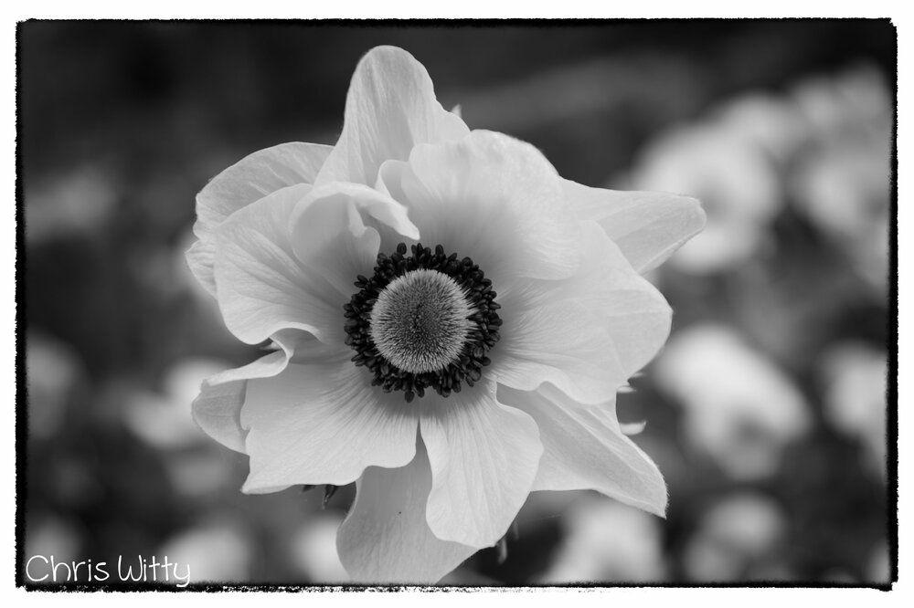 IMG_8287-Edit-Edit-2-Edit-3.jpg
