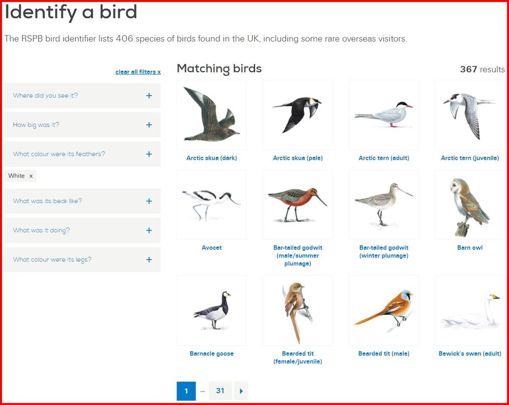 Identify A Bird.jpg