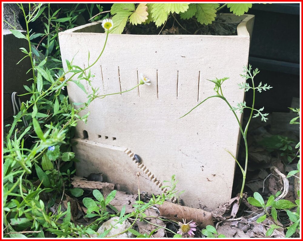 Insect Friendly Infrastructure.jpg