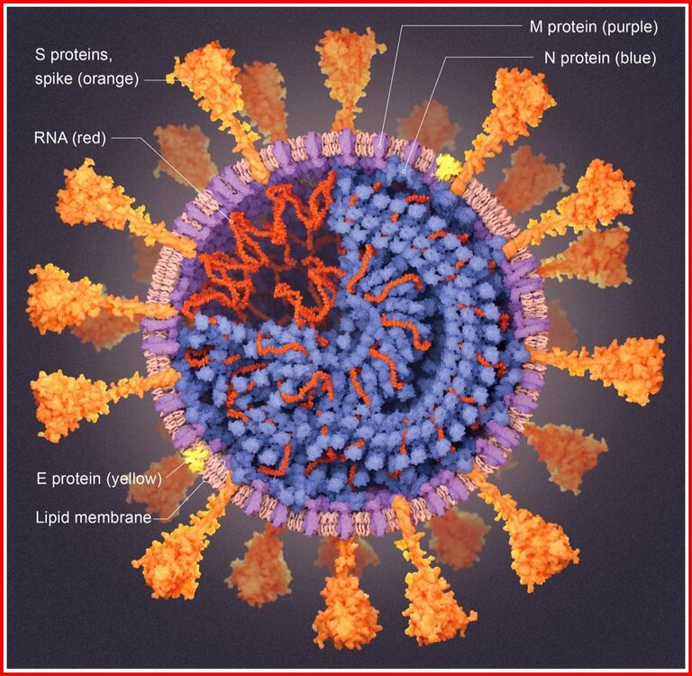 Inside SARS-CoV-2 Coronavirus.jpg