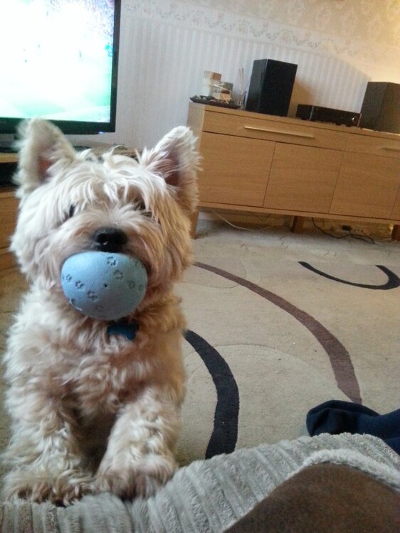 Jack And Ball.jpg