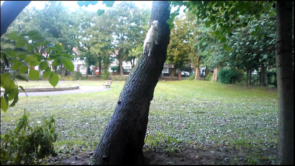 JessTree.JPG