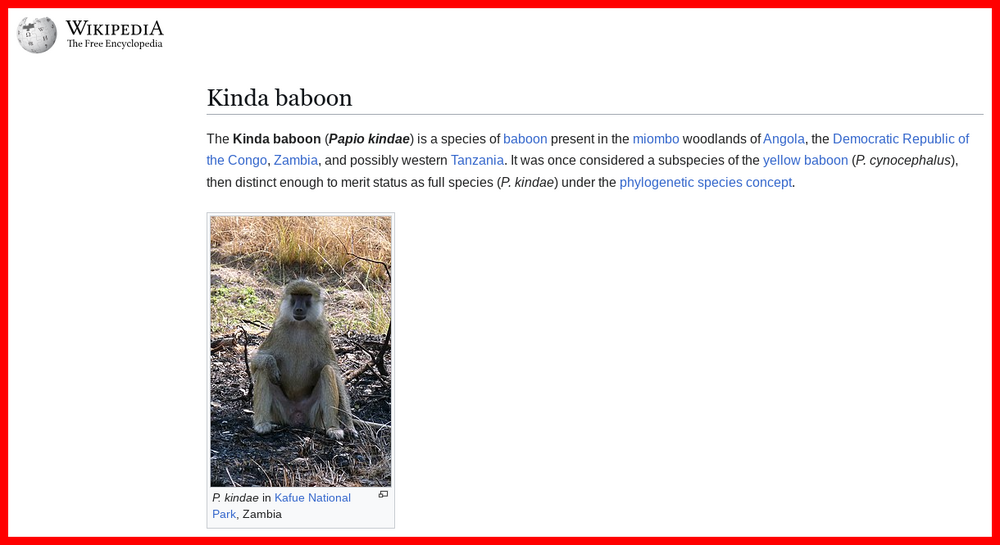 Kinda Baboon.png