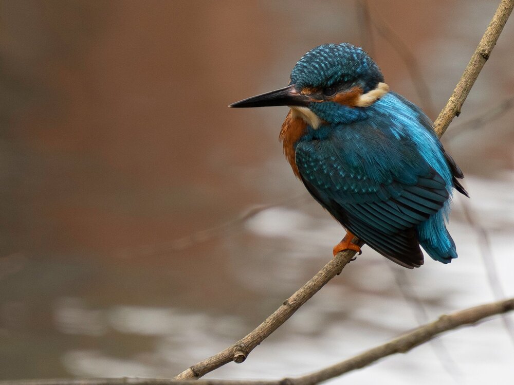 Kingfisher.jpg