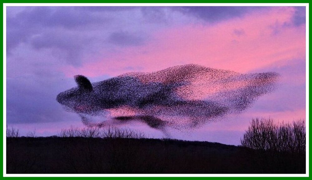 Lancashire Whale Murmuration - 1.jpeg