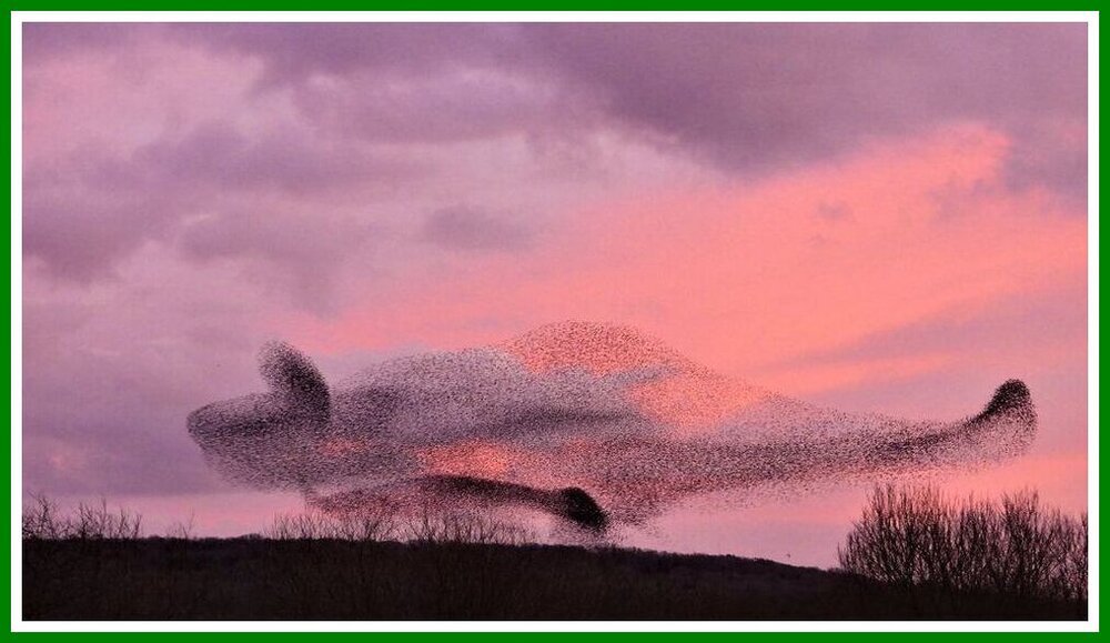 Lancashire Whale Murmuration - 2.jpeg