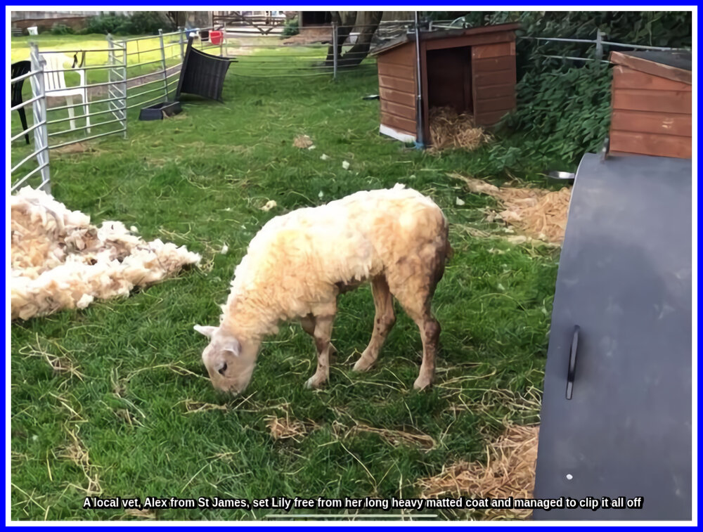 Lily The Sheep.JPEG