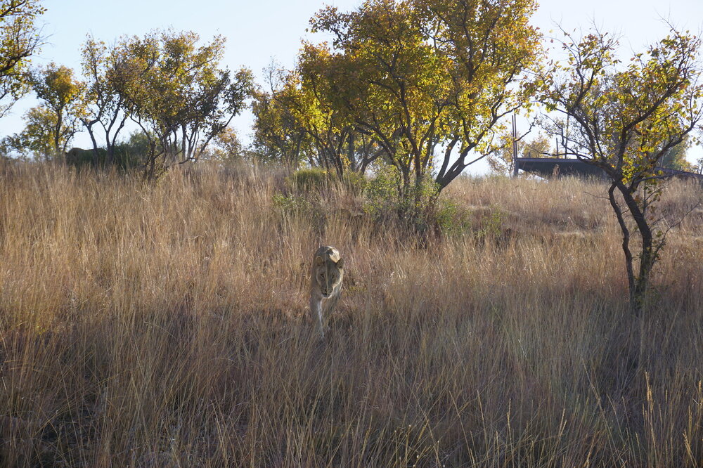 Lion-Dinokeng.jpeg