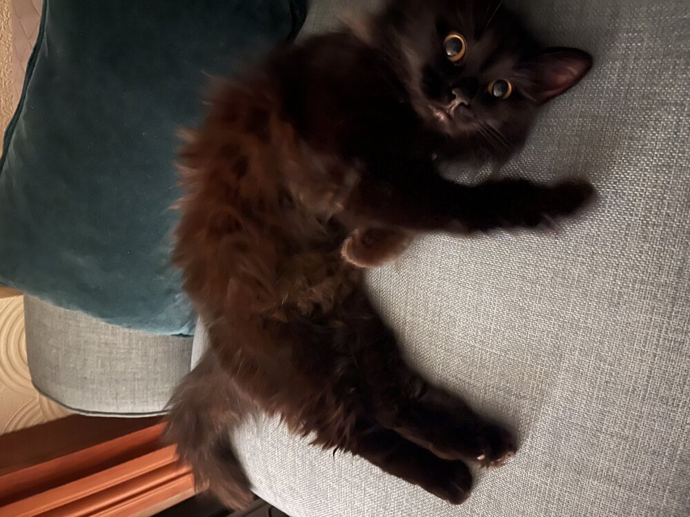 Luna.jpg
