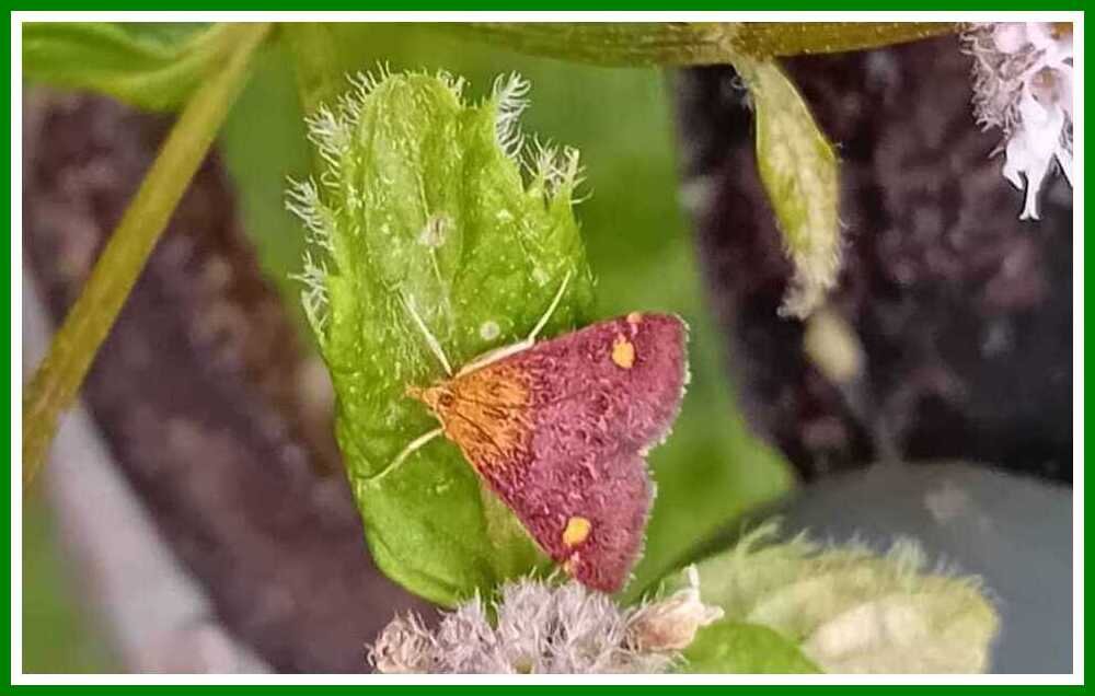 Mint Moth.jpeg
