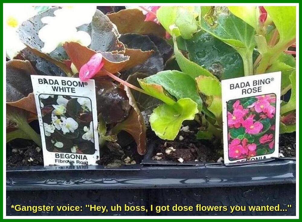 Mob Roses.jpeg