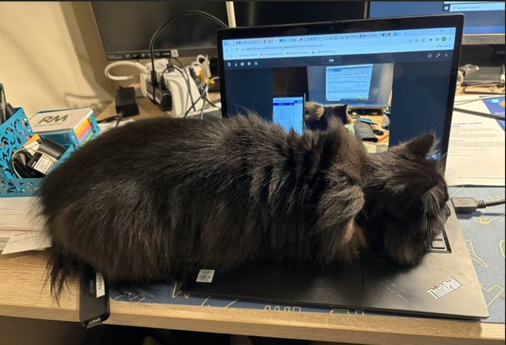 Moggie.jpg
