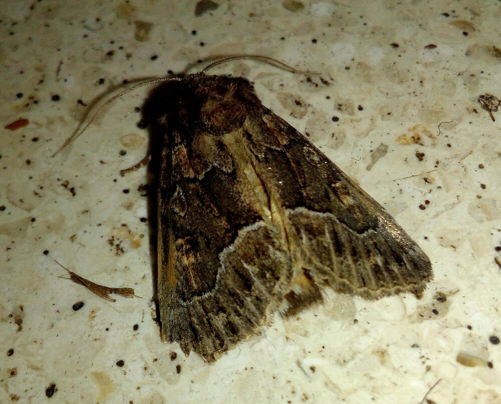 Moth.jpg