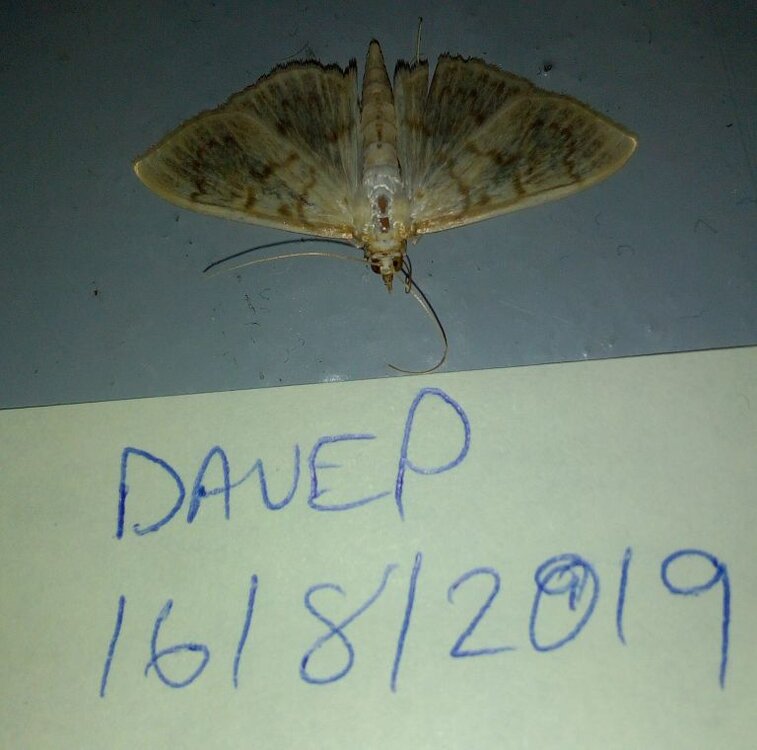 Moth 16.08.2019.jpg
