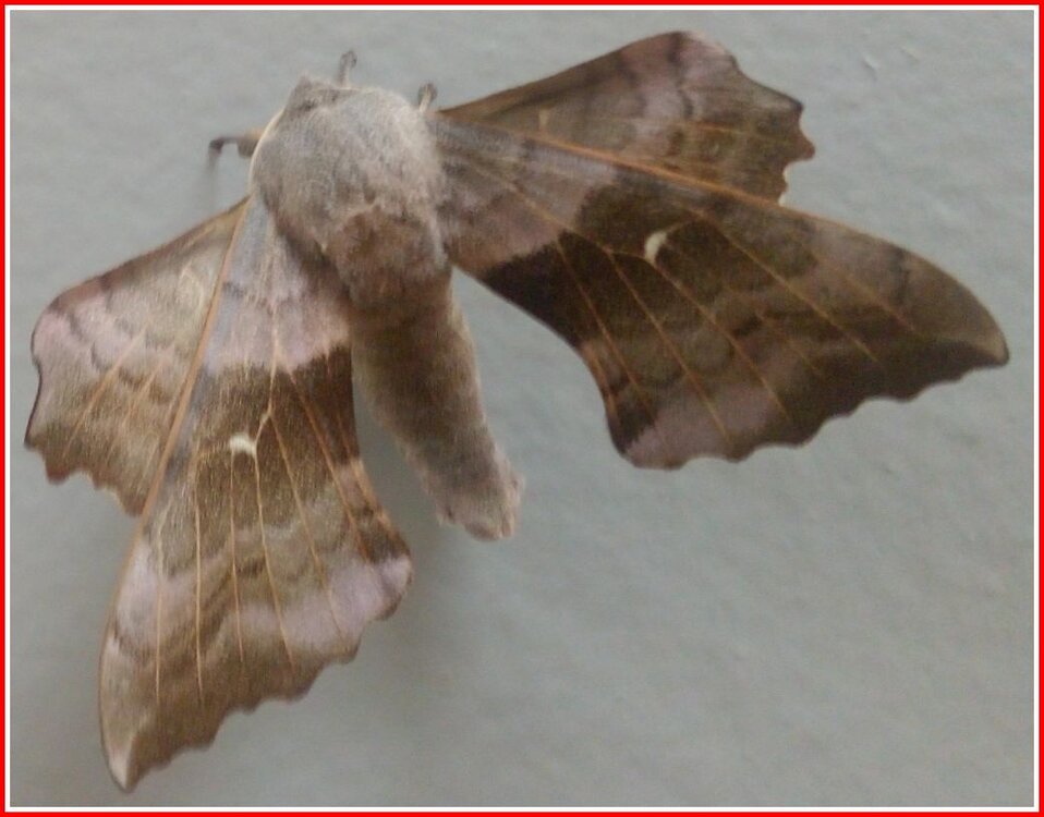 Moth 30.07.2020.jpg