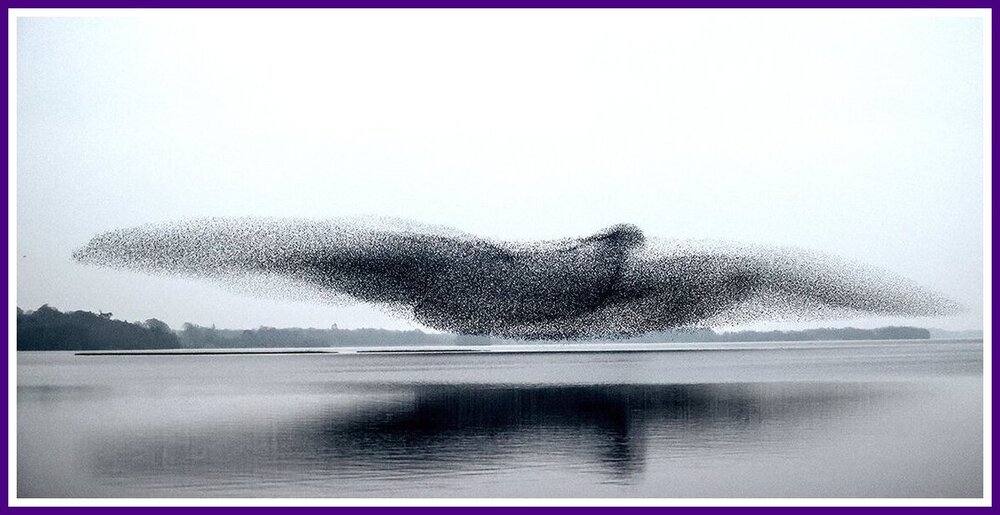 Murmuration Over Water.jpeg