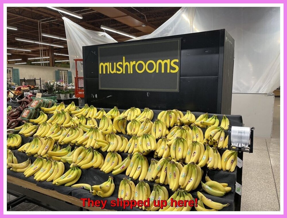 Mushrooms err.jpeg