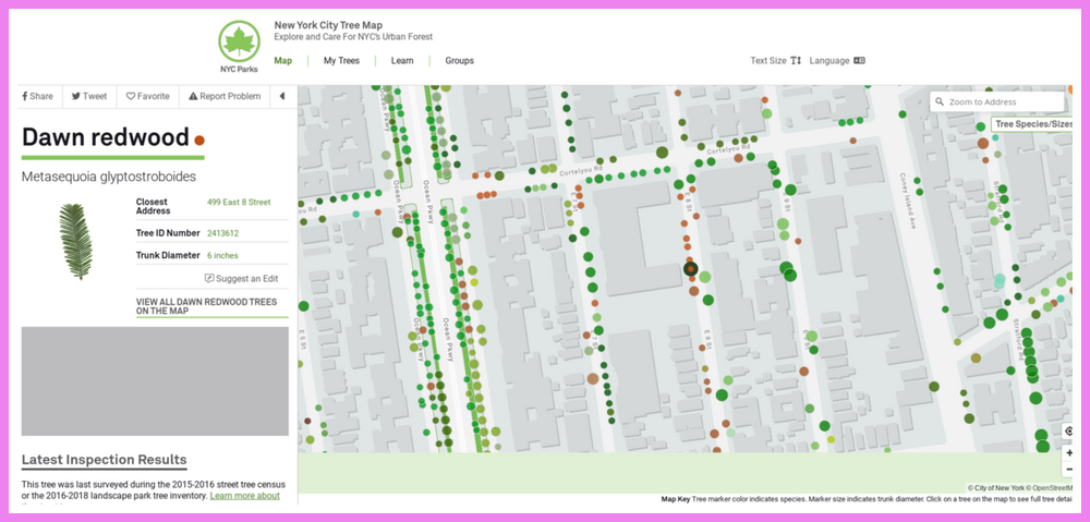 NYC Tree Map - One Tree.png