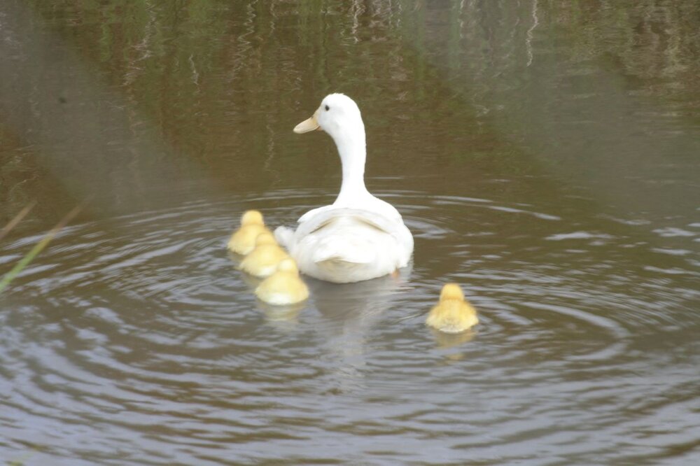New Arrivals (2013) - 05.jpg