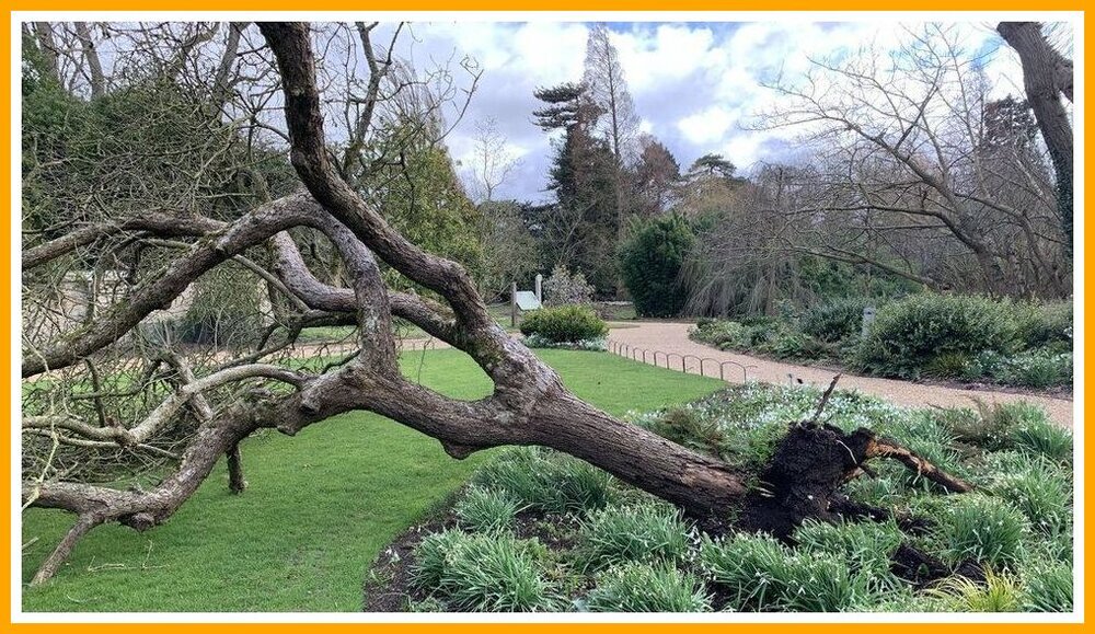 Newton's Apple Tree.jpeg