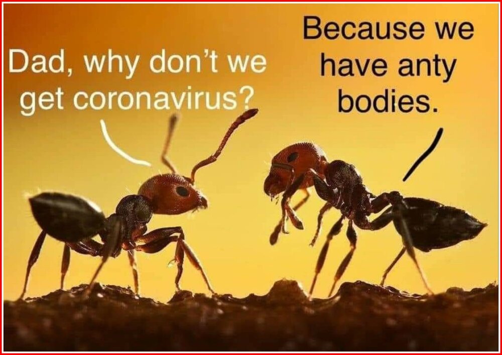 No Coronavirus For Ants!.jpg