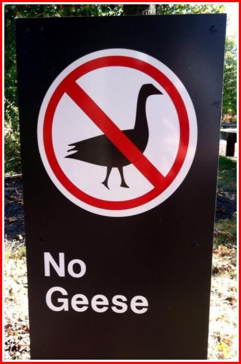 No Geese.jpg