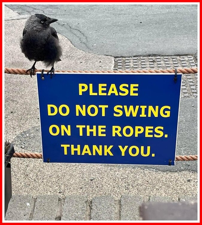 No Swinging.jpeg