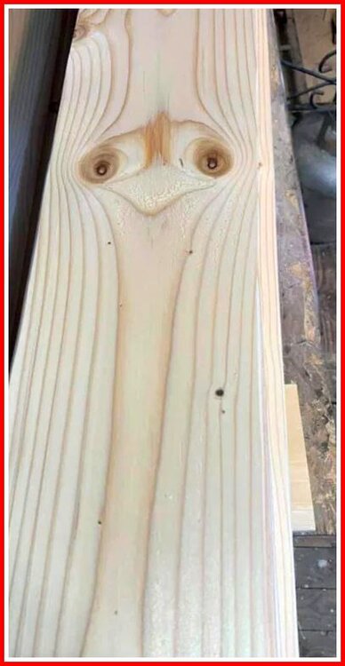 Ostrich Wood.jpg