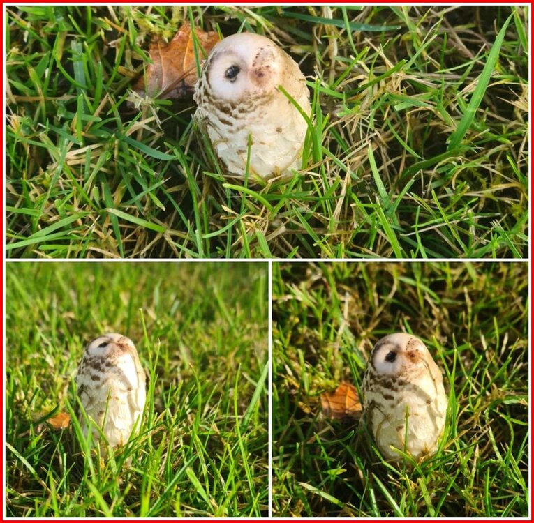 Owly Mushroom.jpg