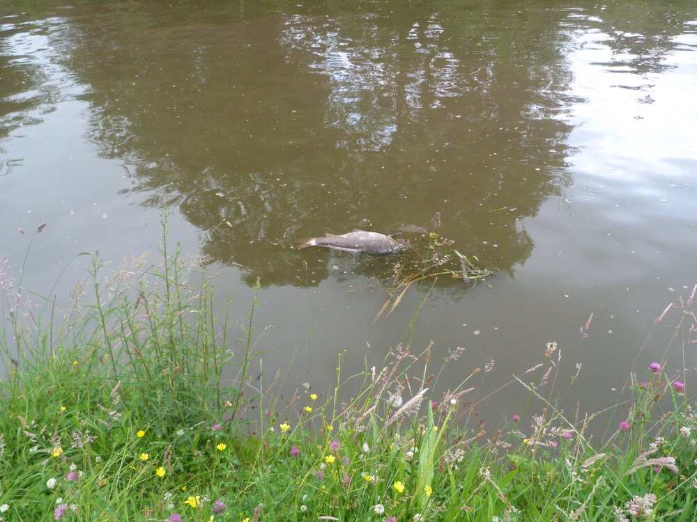 P1040164.jpg