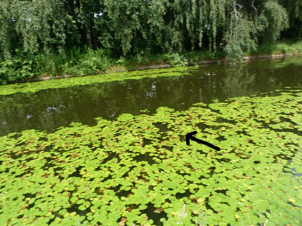 P1040178a.jpg
