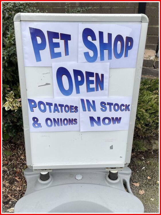 Pet Shop Open.jpg