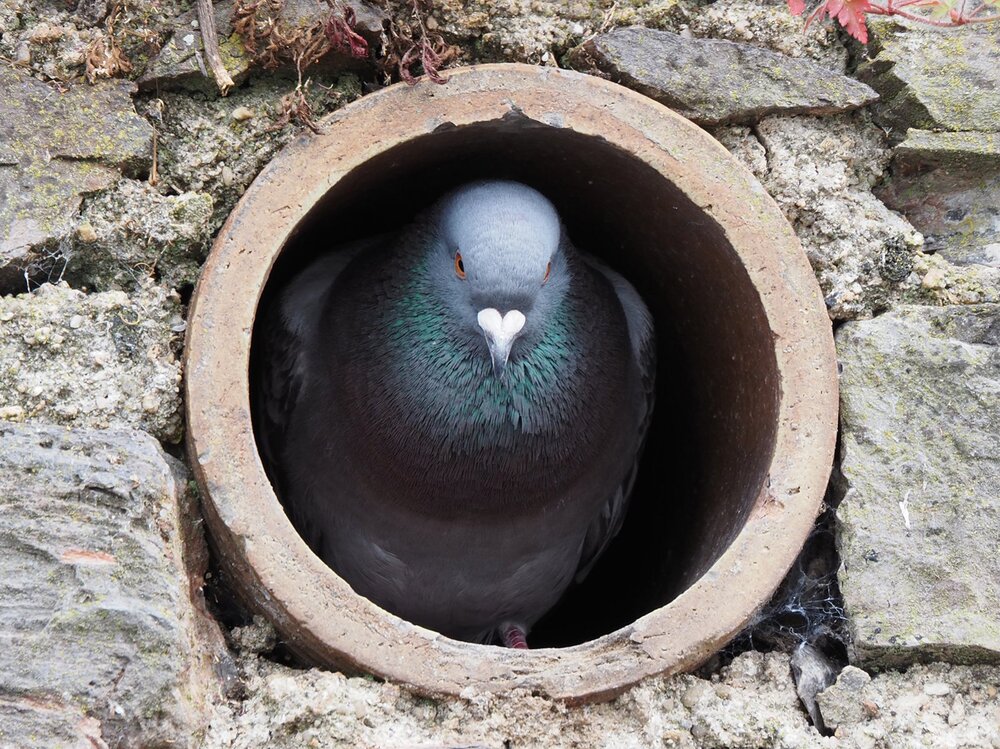 Pigeonhole.jpg