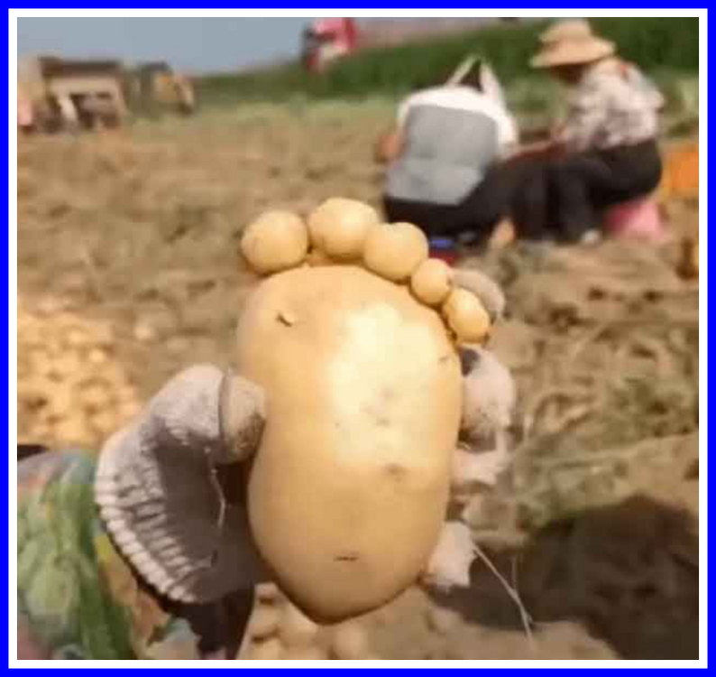 Pot-five-toe.png