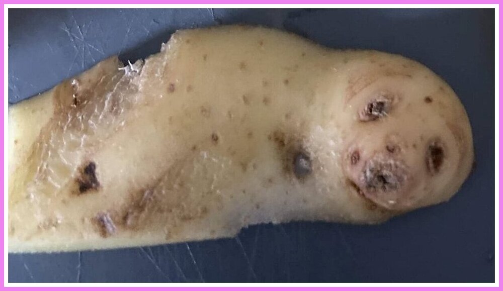 Potato Peel Seal.jpeg