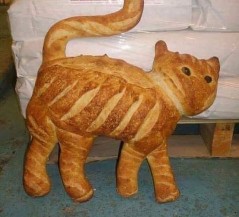 Purebread Cat.jpg