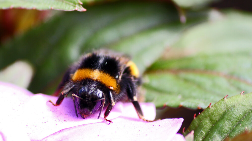 Queen Bee.jpg