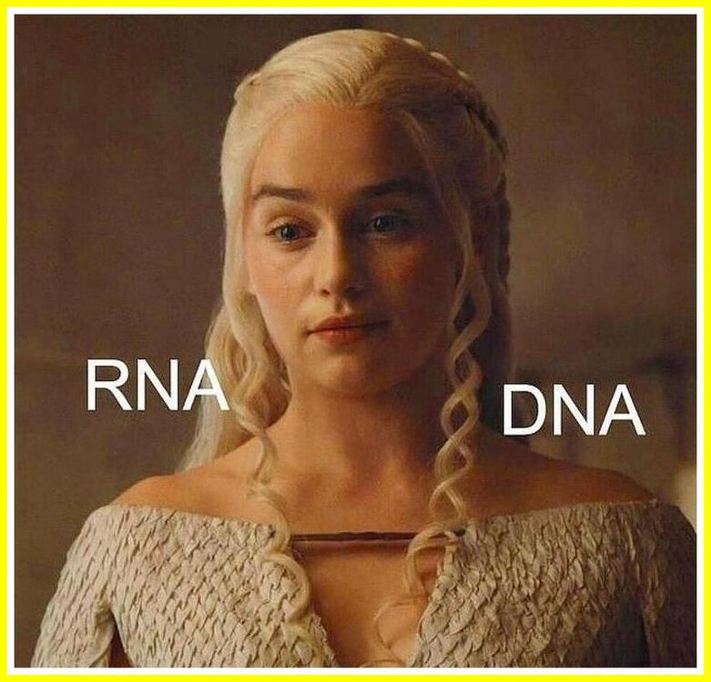 RNA vs DNA.jpeg