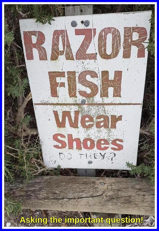 Razor Fish.jpeg