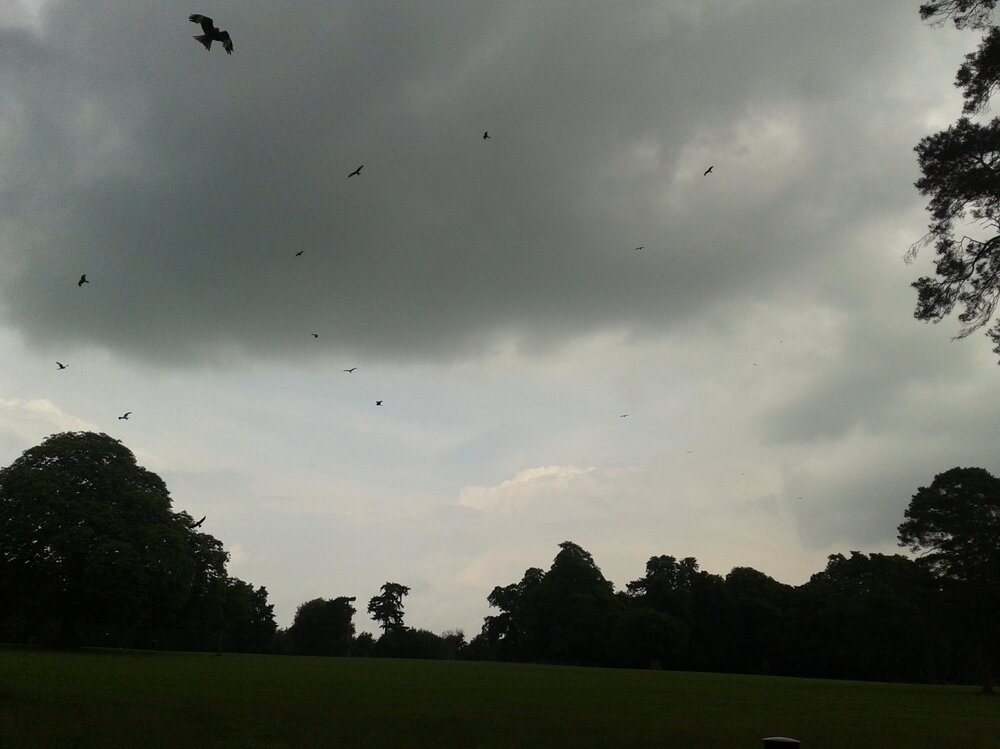 Red Kites.jpg