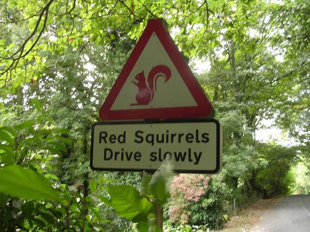 Red Squirrels.jpg