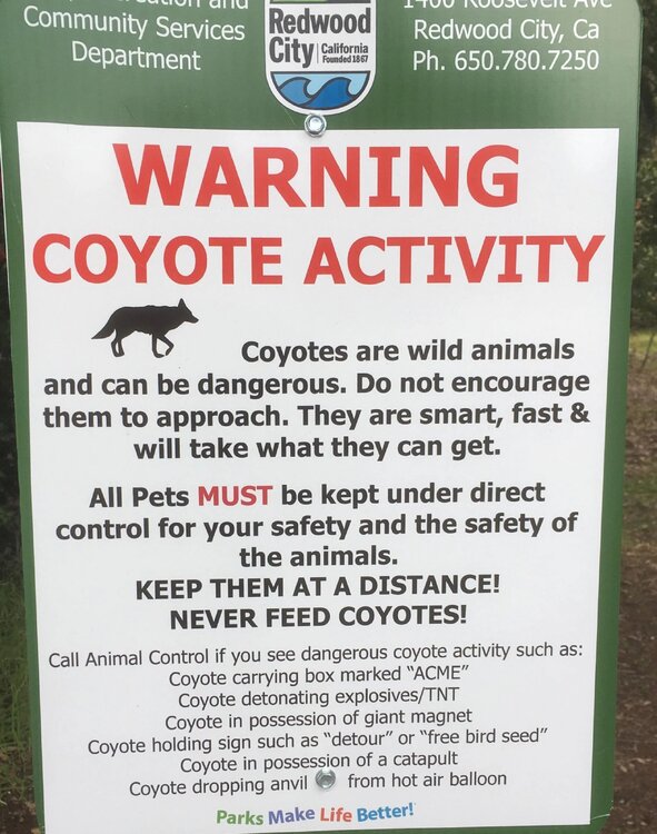 Redwood City California Coyotes.jpg