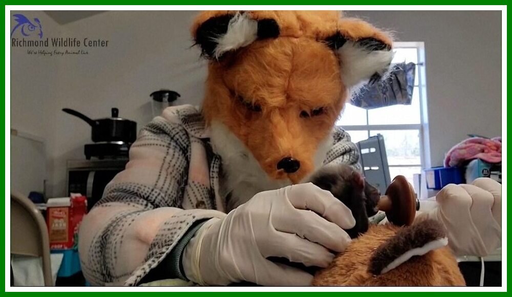 Richmond Wildlife Staff As A Fox.jpeg