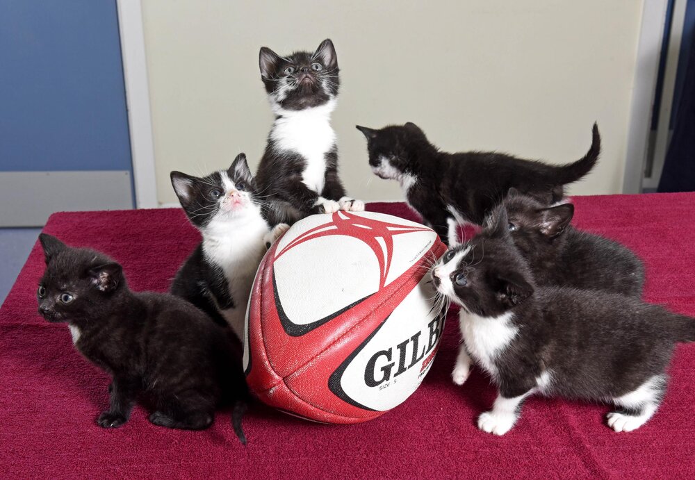 SN_KITTEN_RUGBY_3.jpg