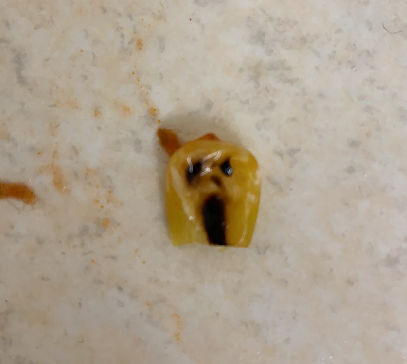 Scared Sweetcorn.png